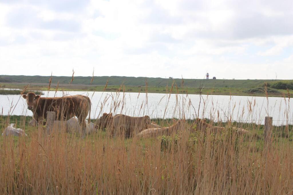 103B Nieuwe Vakantie Woning Met Sauna Vanaf Juli 2024 Westkapelle Exteriér fotografie